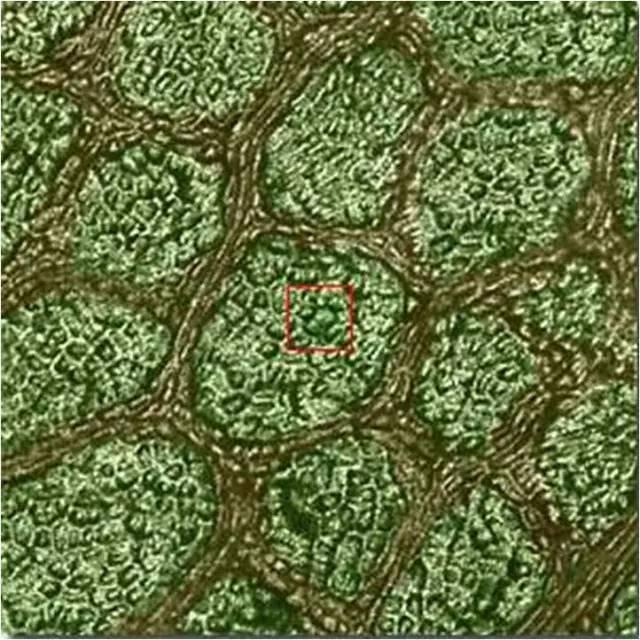 1496196240690049.jpg 77d1f4736599909_w640_h640.jpg